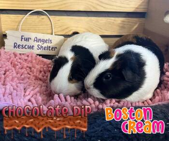 Rescue Guinea Pig Guinea Pigs for Adoption in Ottawa Hills, Ohio - Chocolate Dip & Boston Cream | PetCurious